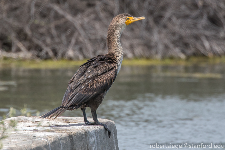 palo alto baylands